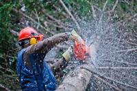Tree Felling Pros Cape Town image 4